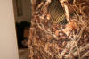 Drake Camouflage XL Hunting Vest Raleigh Durham Craigslist  